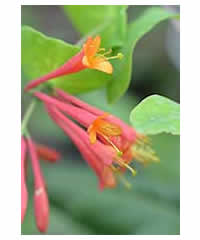 Lonicera 'Simonet'  