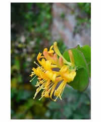 Lonicera x tellmanniana AGM