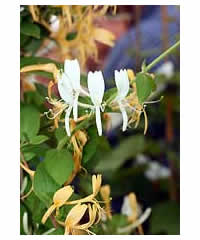 Lonicera