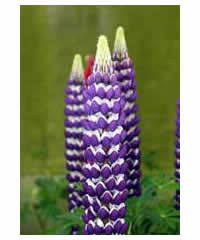 Lupinus 'Blacksmith'