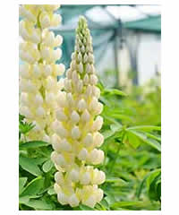 Lupinus 'Cashmere Cream'