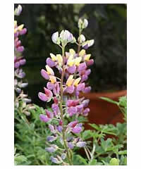 Lupinus chamissonis 