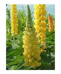 Lupinus 'Desert Sun' (PBR)