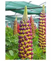 Lupinus 'Manhattan Lights' (PBR)