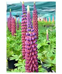 Lupinus 'Masterpiece' (PBR)