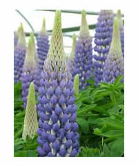 Lupinus 'Persian Slipper' (PBR)