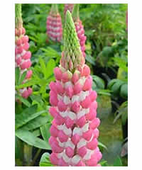 Lupinus 'Rachel de Thame' (PBR)