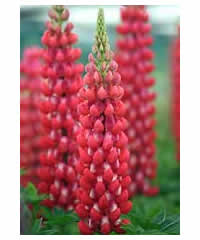 Lupinus 'Red Rum'  (PBR)