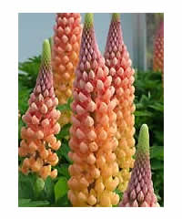 Lupinus 'Salmon Star' (PBR) 