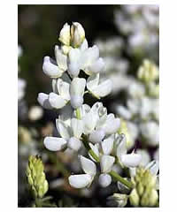 Lupinus arboreus 'Snowqueen'