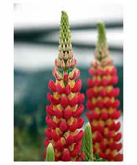 Lupinus 'Tequila Flame' (PBR)