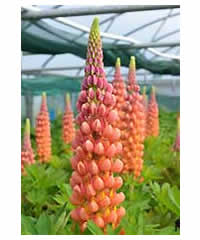 Lupinus 'Terracotta' (PBR)