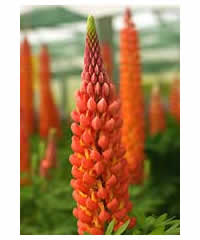 Lupinus 'Towering Inferno'