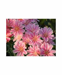 Lewisia cotyledon Pink 