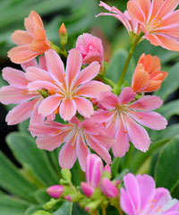 Lewisia