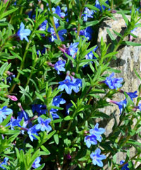 Lithodora