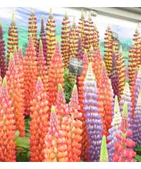 5 lupins of our choice