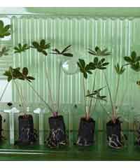 6 Lupin seedlings in plugs