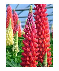 Lupinus 'Beefeater' 