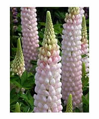 Lupinus 'Blossom' (PBR)