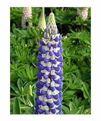 Lupinus 'King Canute'