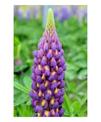 Lupinus 'Magic Lantern'