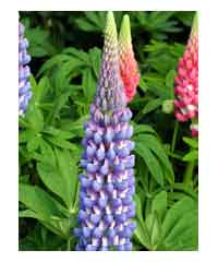 Lupinus 'Melody'