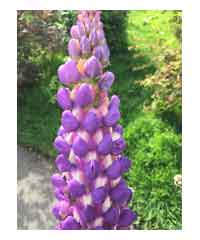 Lupinus' Shirley Anne'