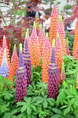 OUR NATIONAL COLLECTION OF LUPINS OUR NATIONAL COLLECTION OF LUPINS