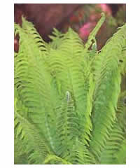 Matteuccia struthiopteris AGM  Fern