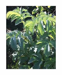 Melianthus major AGM