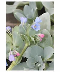 Mertensia maritima asiatica