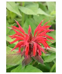 Monarda 'Gardenview Scarlet' AGM