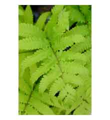 Matteuccia orientalis AGM  Fern