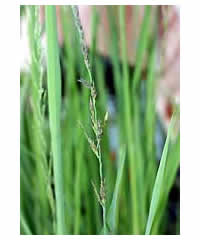 Molinia caerulea subsp arundinacea 'Karl Foerster'