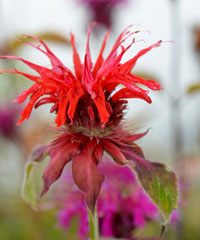 Monarda