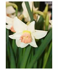 Narcissus