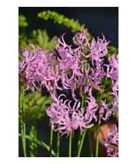 Nerine undulata 