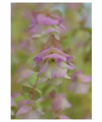 Origanum 'Kent Beauty' AGM