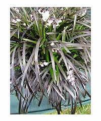 Ophiopogon planiscapus 'Nigrescens' AGM