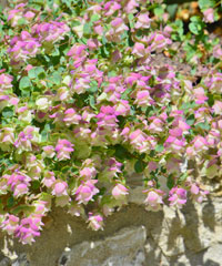 Origanum