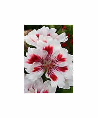 Pelargonium