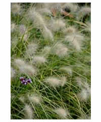 Pennisetum