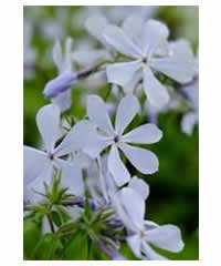 Phlox divaricata 'Clouds of Perfume' - Perennial