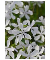 Phlox divaricata 'May Breeze' - Perennial