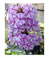 3 Phlox of OUR choice for 25.00 - Perennial