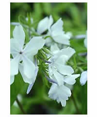 Phlox divaricata 'White Perfume' - Perennial