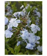 Plumbago auriculata syn capensis AGM