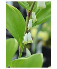 Polygonatum falcatum 'Variegatum' - Perennial