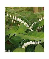 Polygonatum